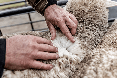 Мериносовая шерсть в современных технологиях outdoor одежды